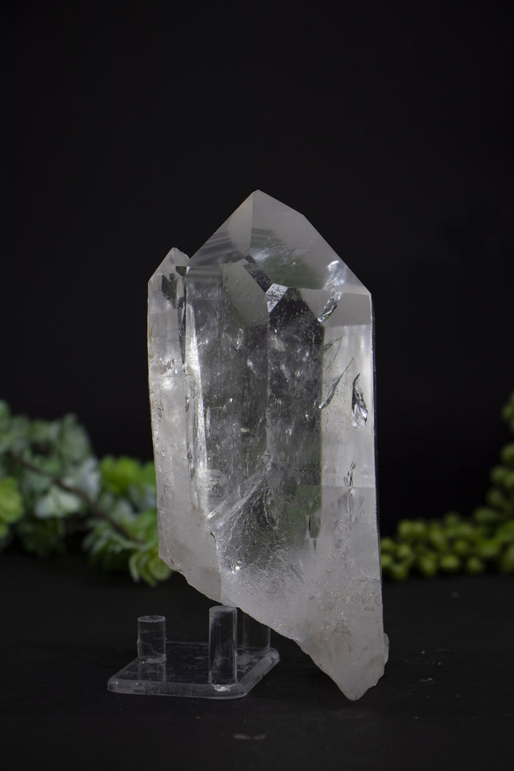 5.5" Lemurian