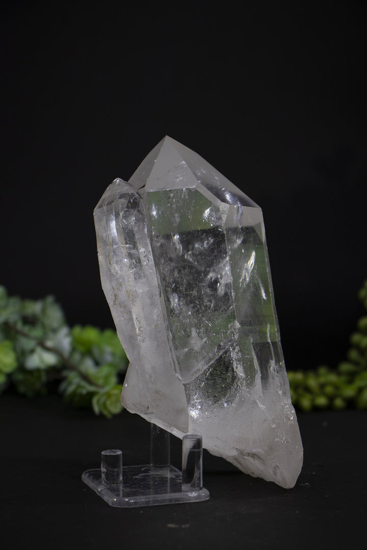 5.5" Lemurian
