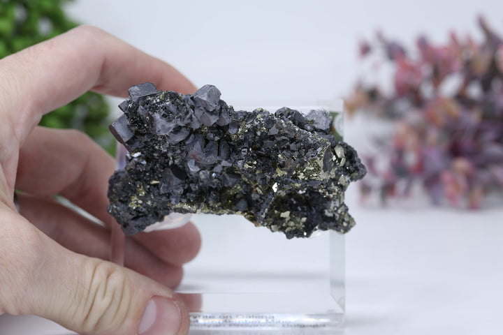 Pyrite on Galena Mounted Specimen from 9th of September Mine DD1806
