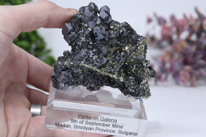 Pyrite on Galena Mounted Specimen from 9th of September Mine DD1806