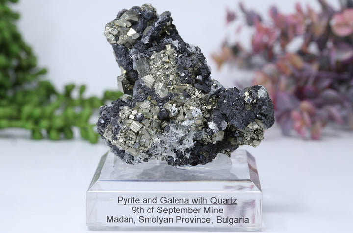 Pyrite and Galena Mounted Specimen from 9th of September Mine DD1807