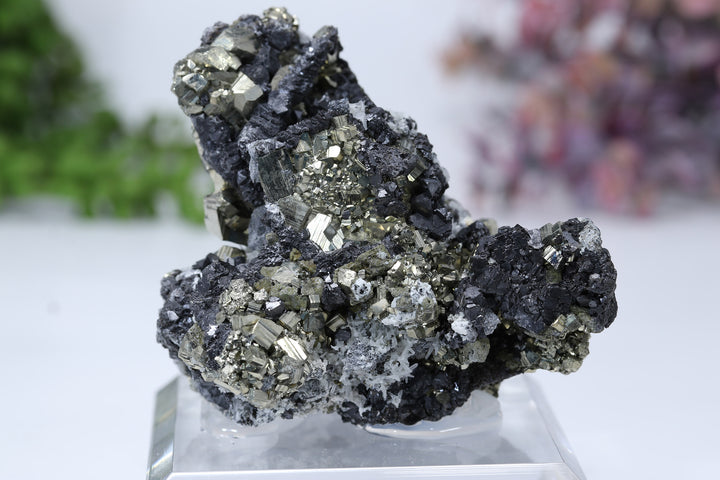 Pyrite and Galena Mounted Specimen from 9th of September Mine DD1807