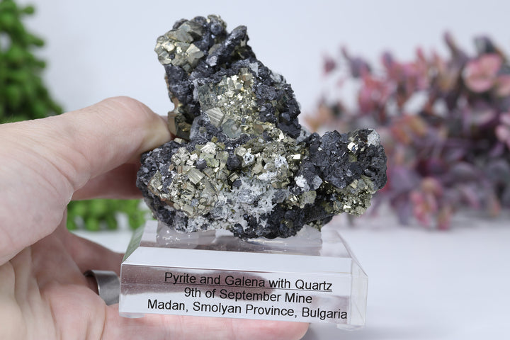 Pyrite and Galena Mounted Specimen from 9th of September Mine DD1807