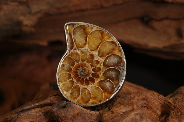 Ammonite Ring Size 8 DS1956