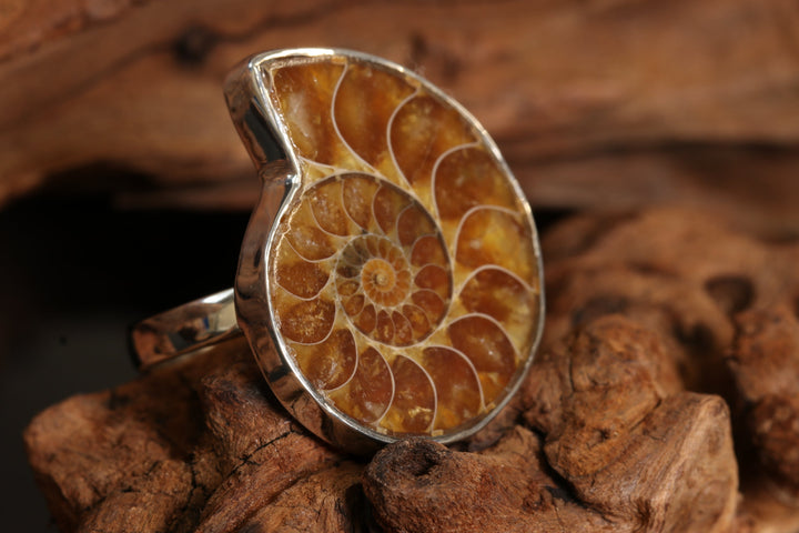 Ammonite Ring Size 8 DS1957