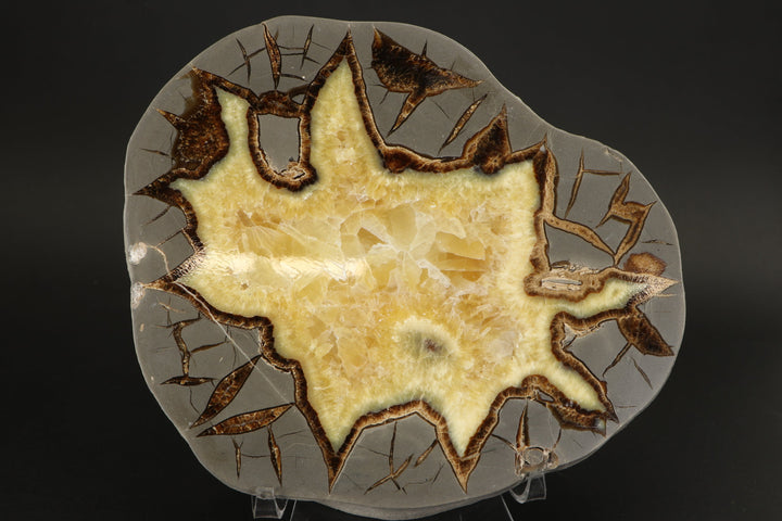 7.5" Septarian Slab DS029