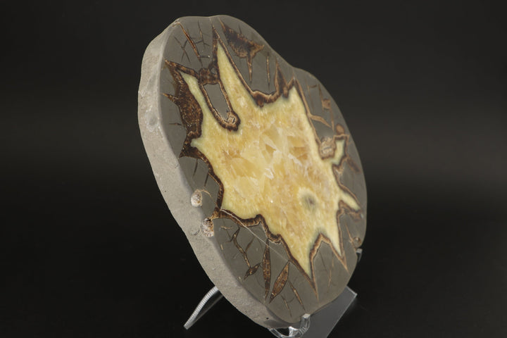 7.5" Septarian Slab DS029