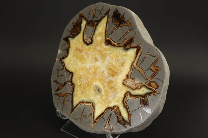 7.5" Septarian Slab DS029