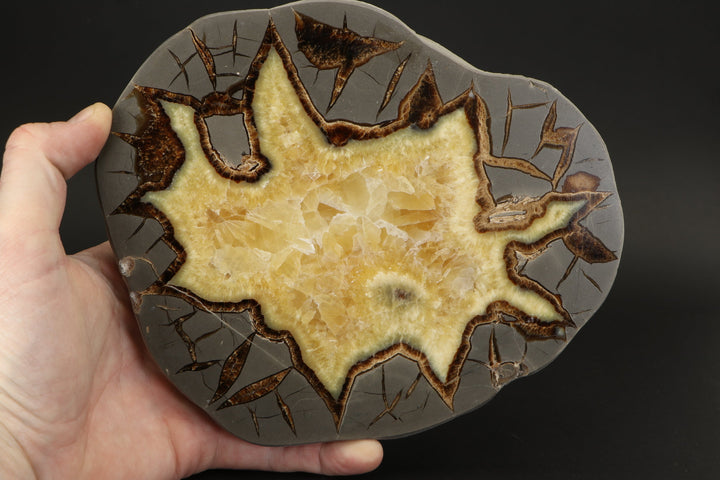7.5" Septarian Slab DS029