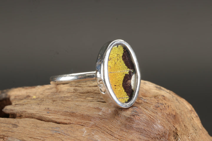 Urania Ripheus Butterfly Ring Size 8.5