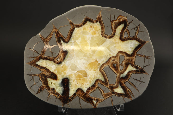 7.5" Septarian Slab DS2228