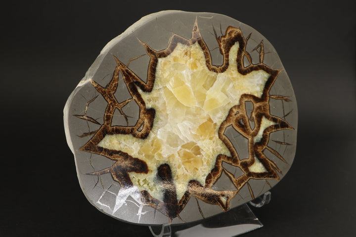 7.5" Septarian Slab DS2228