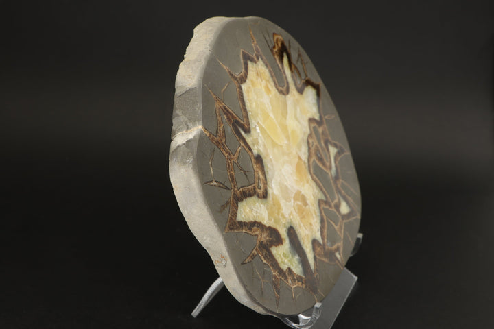 7.5" Septarian Slab DS2228