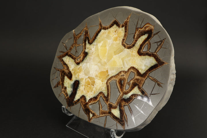 7.5" Septarian Slab DS2228