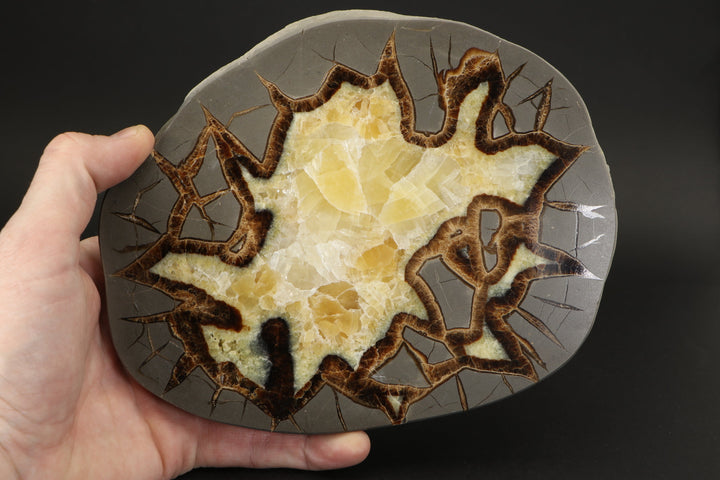 7.5" Septarian Slab DS2228