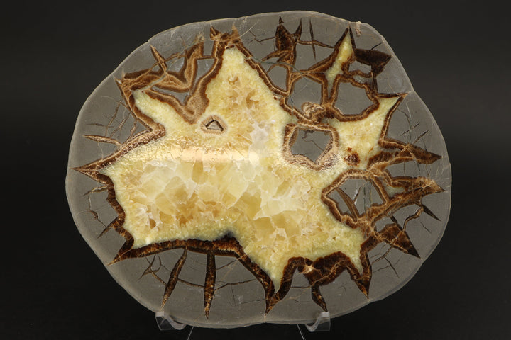 6.5" Septarian Slab DS2234