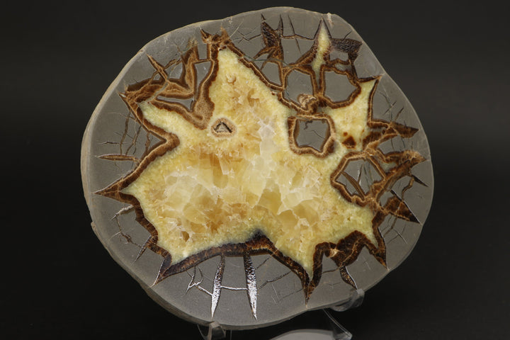 6.5" Septarian Slab DS2234