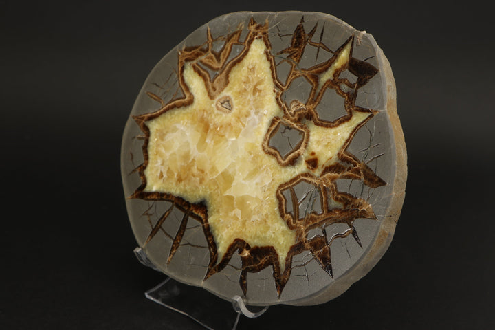 6.5" Septarian Slab DS2234