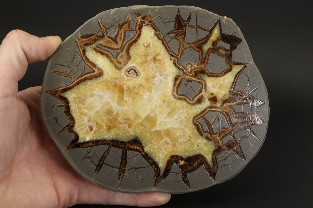 6.5" Septarian Slab DS2234