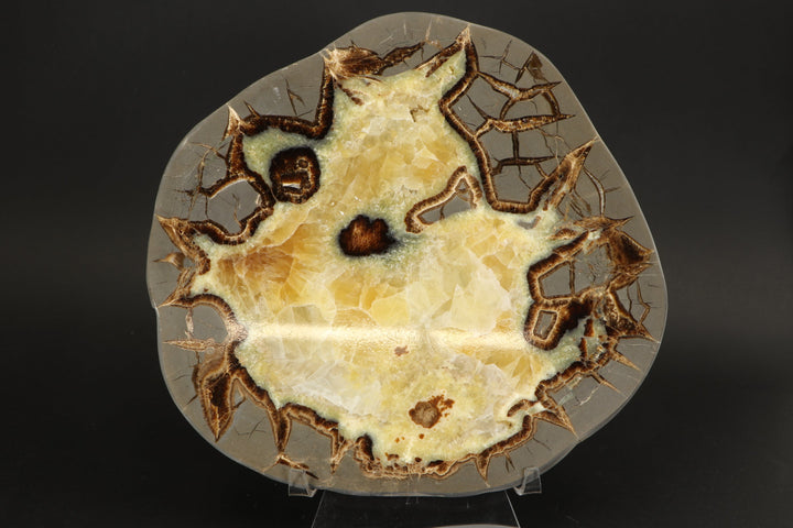 8" Septarian Slab DS2235