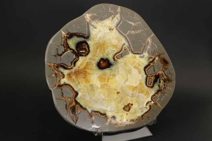 8" Septarian Slab DS2235
