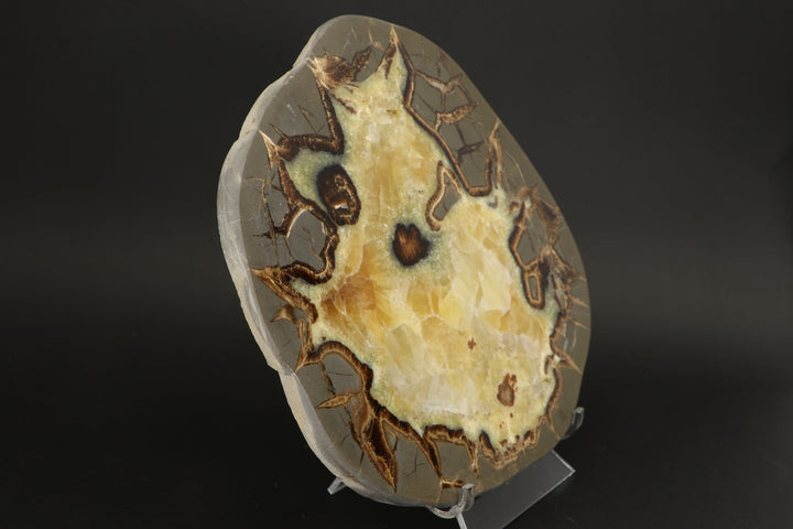8" Septarian Slab DS2235