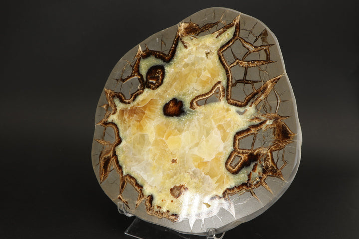 8" Septarian Slab DS2235