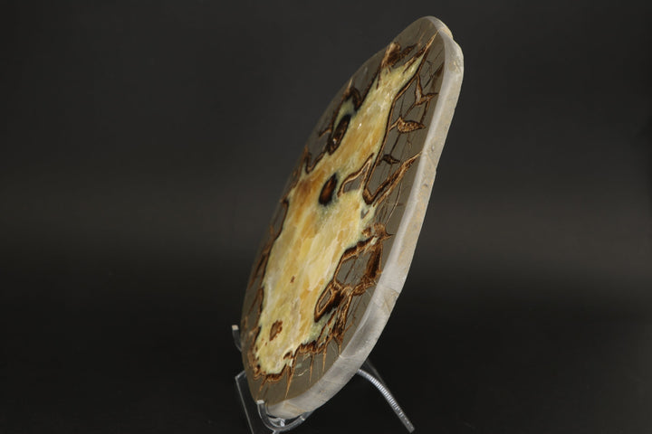 8" Septarian Slab DS2235