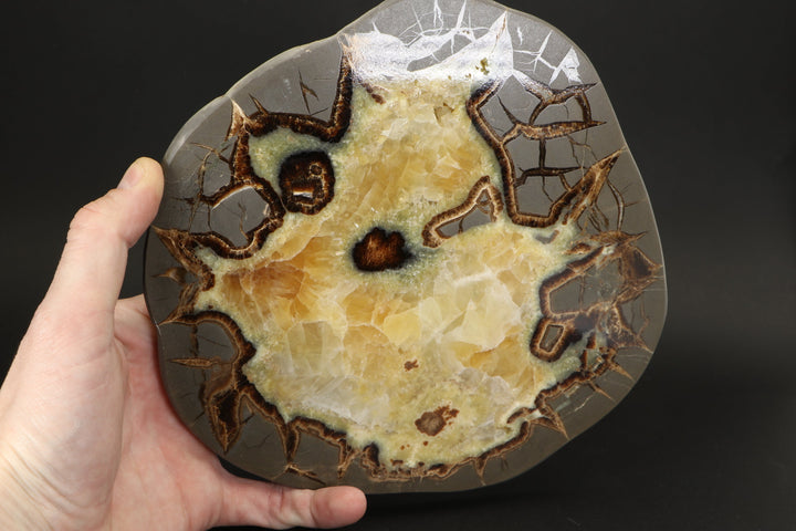 8" Septarian Slab DS2235
