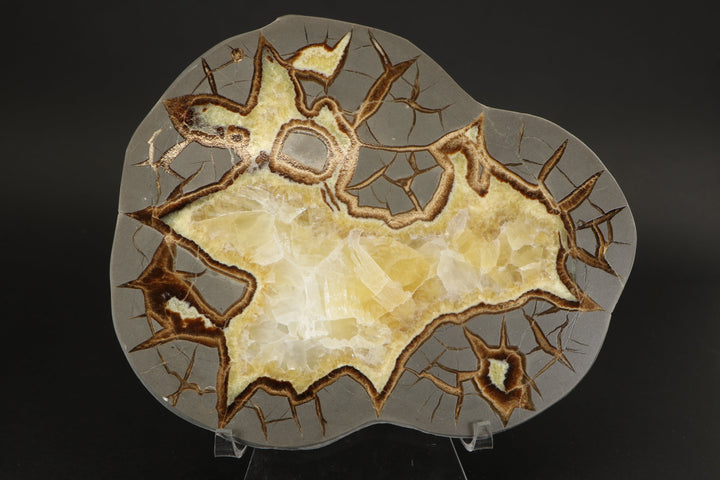 7" Septarian Slab DS2236