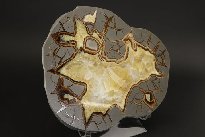 7" Septarian Slab DS2236