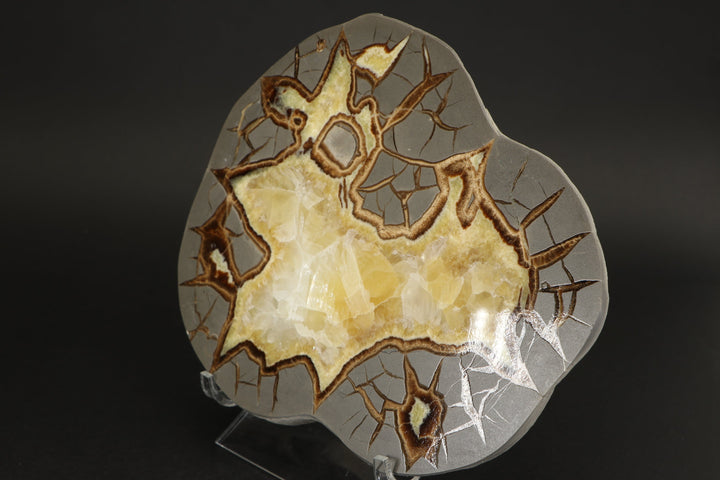 7" Septarian Slab DS2236