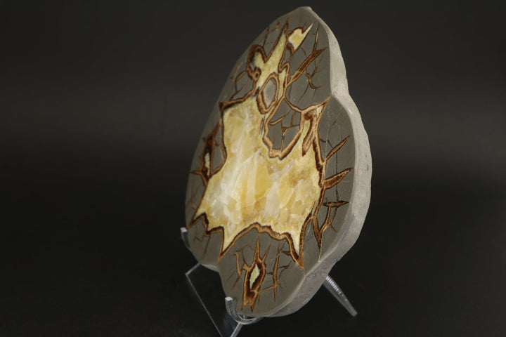 7" Septarian Slab DS2236