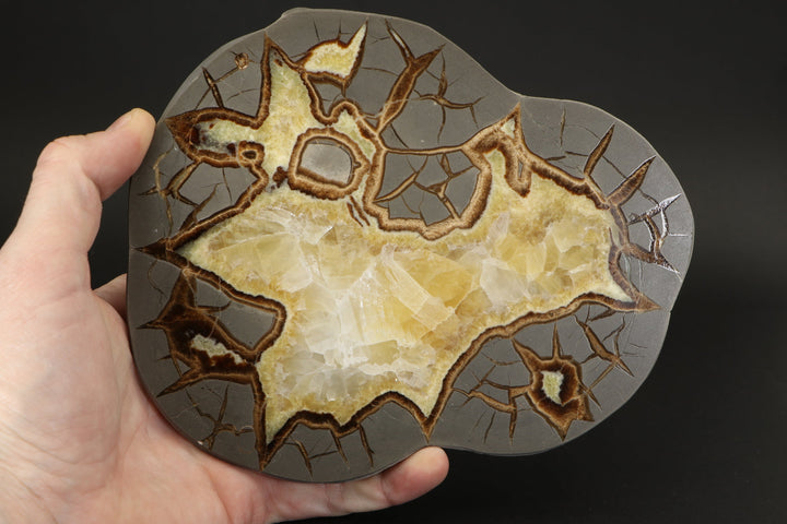 7" Septarian Slab DS2236