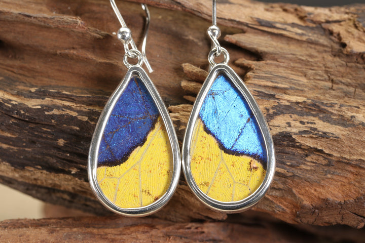 Morpho and Phoebis Butterfly Dangle Earrings