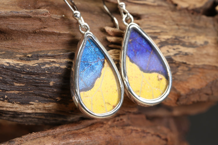 Morpho and Phoebis Butterfly Dangle Earrings