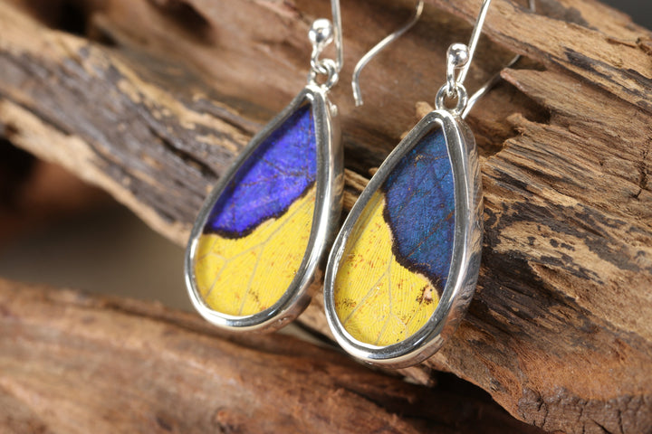 Morpho and Phoebis Butterfly Dangle Earrings