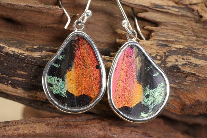 Urania Ripheus Butterfly Dangle Earrings