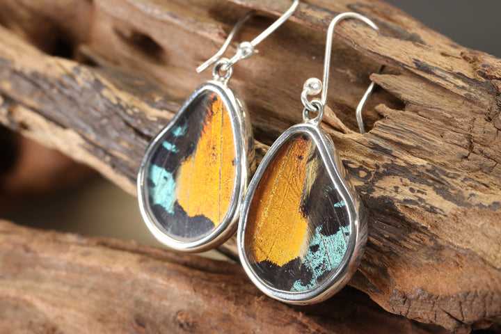 Urania Ripheus Butterfly Dangle Earrings