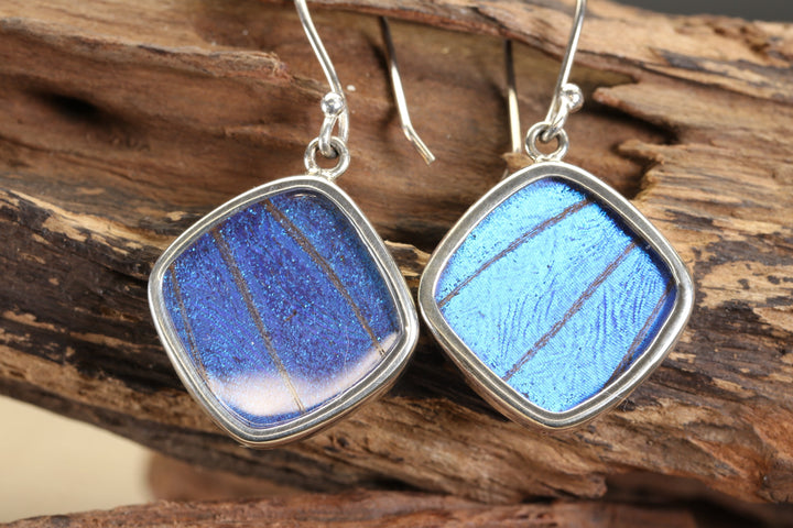 Morpho Butterfly Dangle Earrings