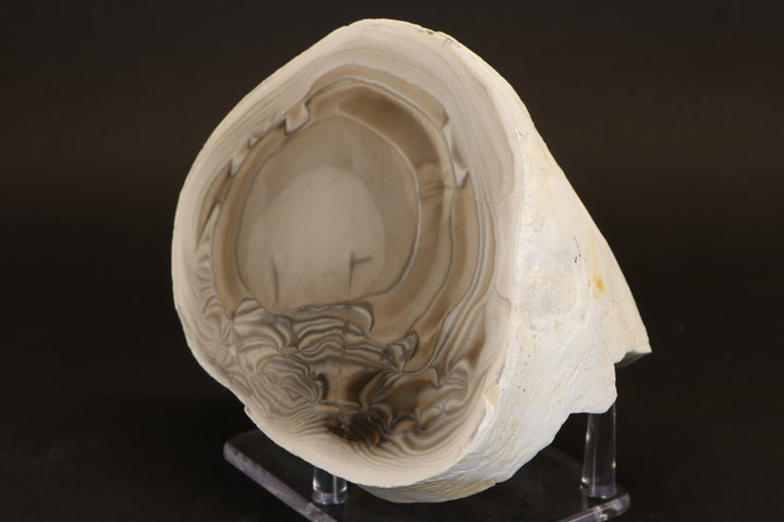 Polish Flint Nodule Display DX669