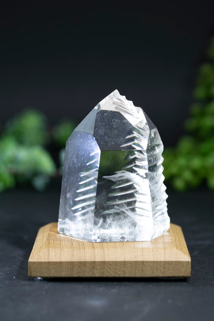 2.5" Fantasy Cut Lemurian BC763