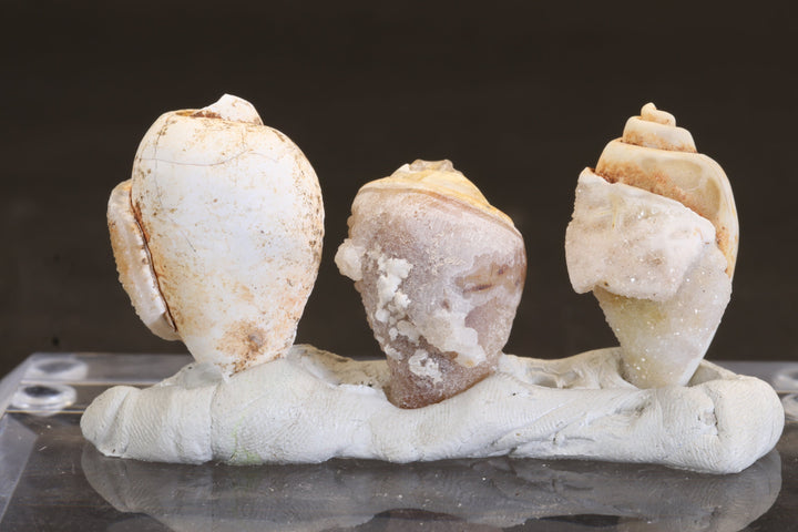 Parcel of Quartz Druzy Fossil Shells TC361