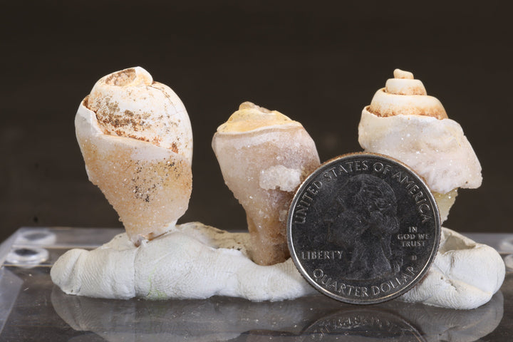 Parcel of Quartz Druzy Fossil Shells TC361