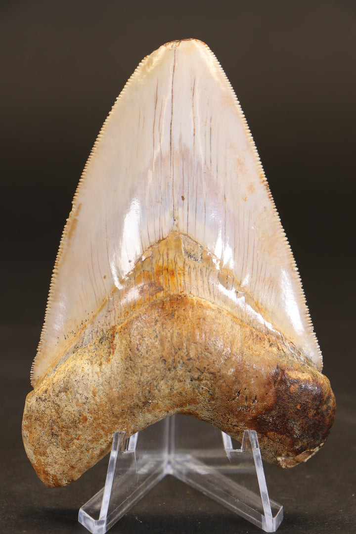 3.75" Indonesian Megalodon Tooth TD1721