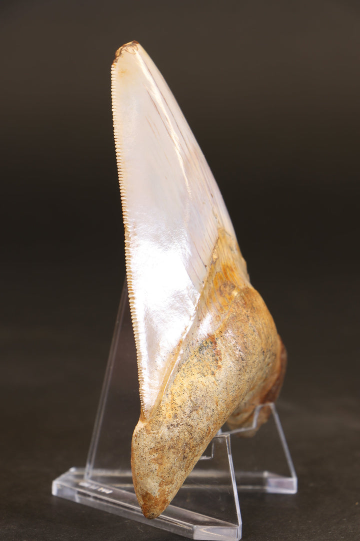 3.75" Indonesian Megalodon Tooth TD1721
