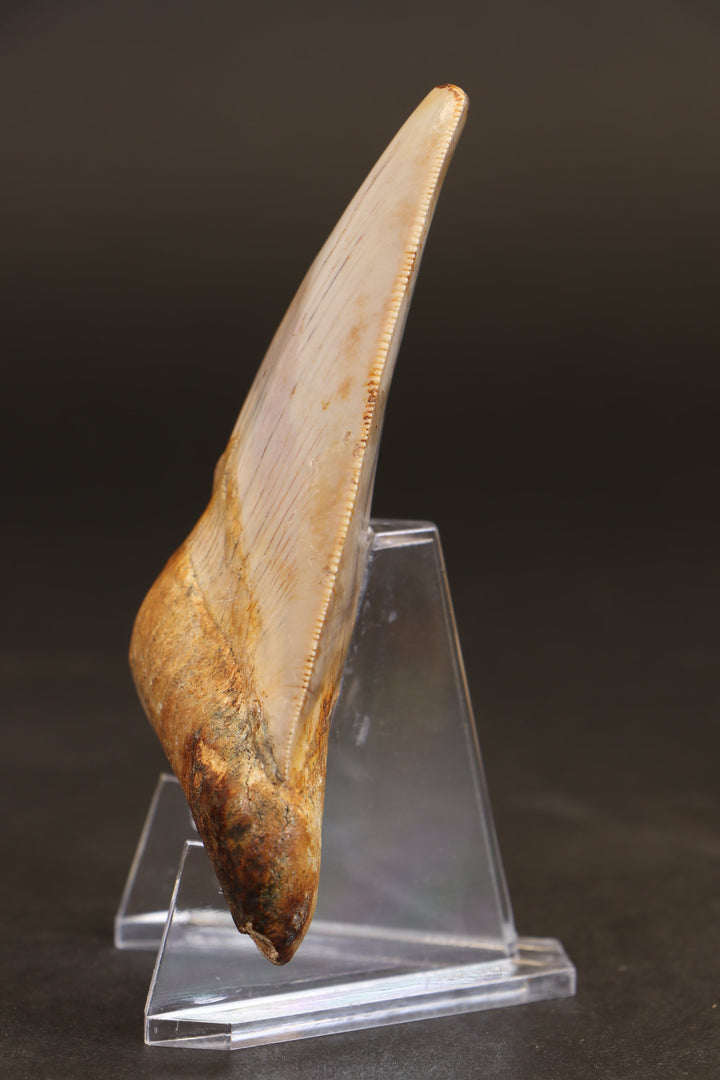 3.75" Indonesian Megalodon Tooth TD1721