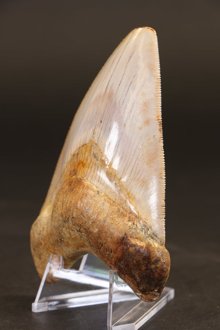 3.75" Indonesian Megalodon Tooth TD1721