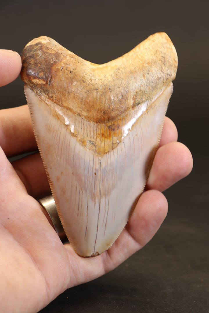 3.75" Indonesian Megalodon Tooth TD1721