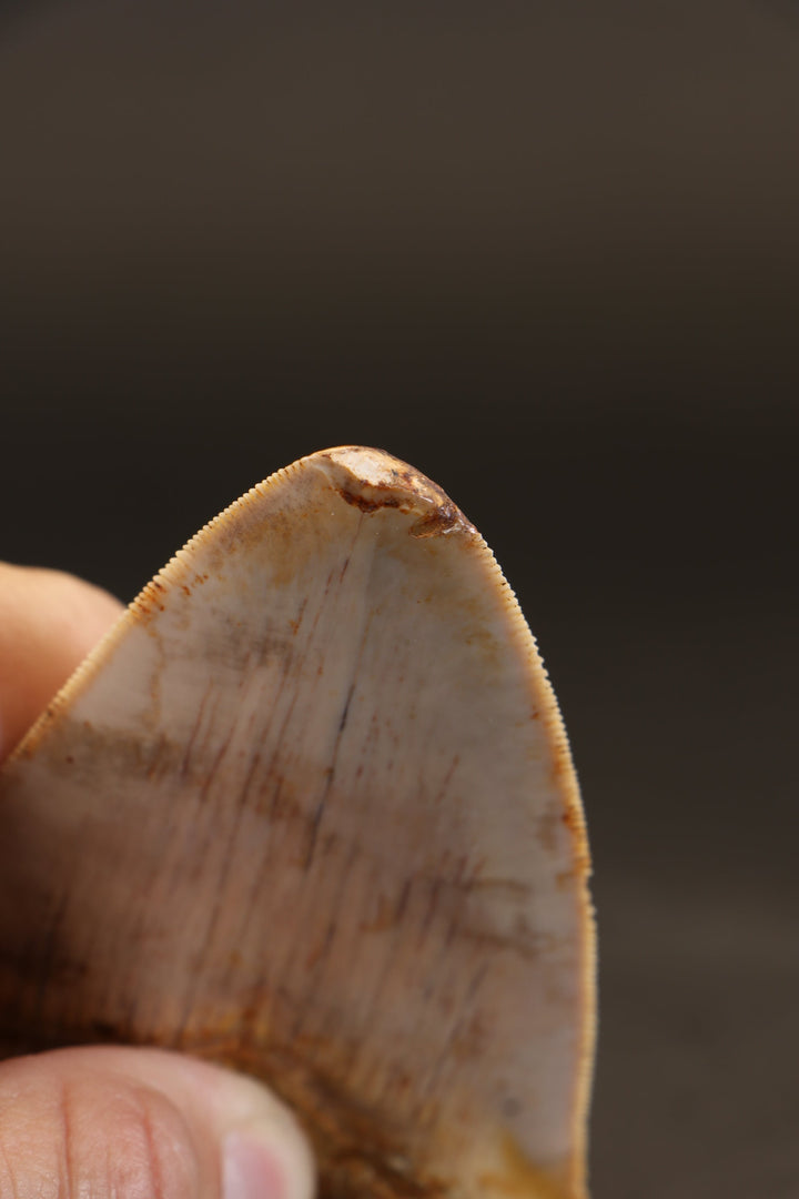 3.75" Indonesian Megalodon Tooth TD1721